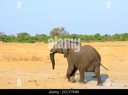 Lone elefante africano con le orecchie che battono e camminano sulle aride pianure africane con un cielo azzurro chiaro e chiaro nel Parco Nazionale di Hwange, Zimbabwe Foto Stock