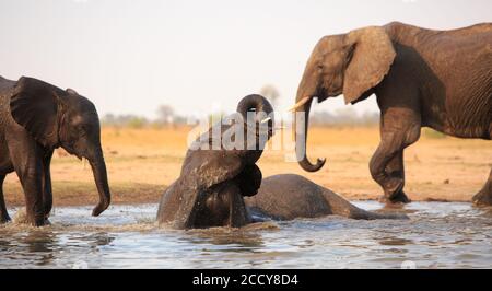 Elefante sommerso in un buco d'acqua con un bagno con tronco arricciato intorno, con altri elefanti fuori fuoco sullo sfondo. Foto Stock