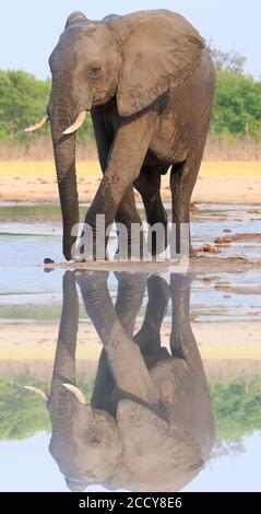 Vista ritratto di un elefante africano in piedi accanto ad un buco d'acqua con un riflesso corpo pieno. Parco nazionale di Hwange, Zimbabwe Foto Stock