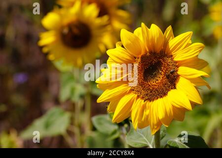 JŸlich, Nord Reno-Westfalia, Germania - Canne di girasole Fiori in un campo di girasole. Foto Stock