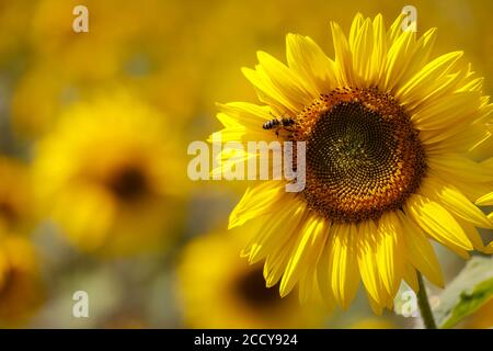 JŸlich, Nord Reno-Westfalia, Germania - Canne di girasole Fiori in un campo di girasole. Foto Stock