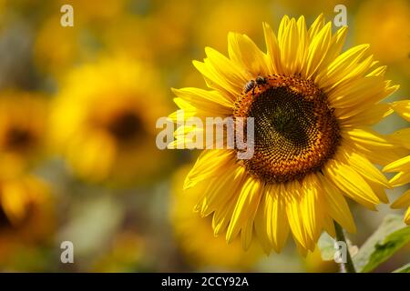 JŸlich, Nord Reno-Westfalia, Germania - Canne di girasole Fiori in un campo di girasole. Foto Stock