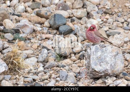 Great Rosefinch - Berggimpel - Cardodacus rubicilla diabolicus, Tagikistan, uomo adulto appollaiato su una roccia Foto Stock