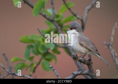 Hume's Whitegola (Sylvia althaea) Tagikistan, adulto che canta su un ramo Foto Stock