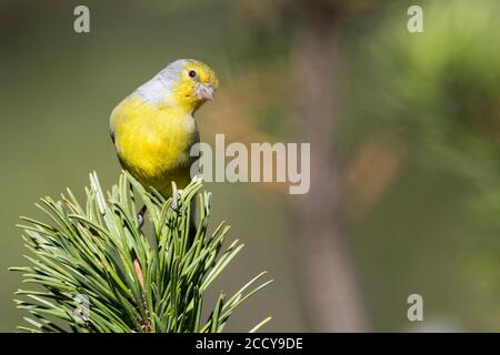 Adulto maschio Citril Finch (Carduelis citrinella) arroccato sulla cima di un pino in Svizzera. Foto Stock