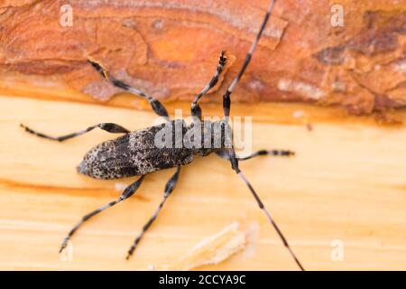 Immagine di un griseus di Acanthocinus in un bosco nella Russia orientale (Baikal). Si tratta di una specie di scarabeo di longhorn della sottofamiglia Lamiinae. Foto Stock