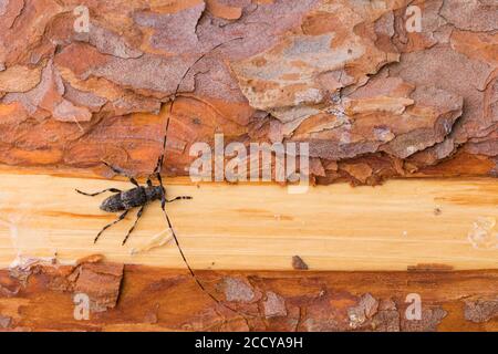 Immagine di un griseus di Acanthocinus in un bosco nella Russia orientale (Baikal). Si tratta di una specie di scarabeo di longhorn della sottofamiglia Lamiinae. Foto Stock