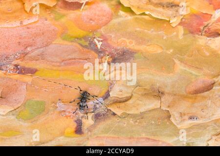 Immagine di un griseus di Acanthocinus in un bosco nella Russia orientale (Baikal). Si tratta di una specie di scarabeo di longhorn della sottofamiglia Lamiinae. Foto Stock