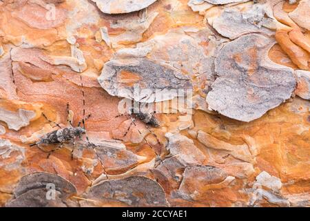 Immagine di un griseus di Acanthocinus in un bosco nella Russia orientale (Baikal). Si tratta di una specie di scarabeo di longhorn della sottofamiglia Lamiinae. Foto Stock