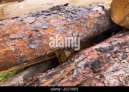 Immagine di un griseus di Acanthocinus in un bosco nella Russia orientale (Baikal). Si tratta di una specie di scarabeo di longhorn della sottofamiglia Lamiinae. Foto Stock