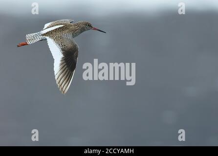 Comune Redshank (Tringa totanus ssp. Eurhina) Tagikistan, adulto in volo Foto Stock