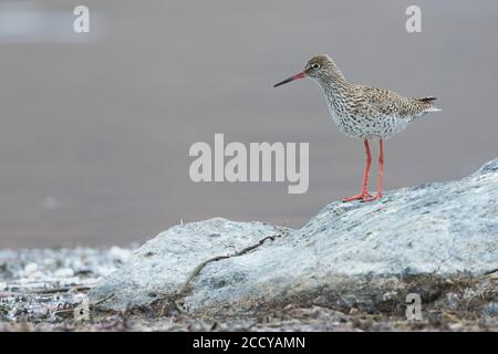 Comune Redshank (Tringa totanus ssp. Eurhina) Tagikistan, adulto Foto Stock