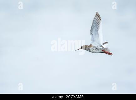 Comune Redshank (Tringa totanus ssp. Eurhina) Tagikistan, adulto in volo Foto Stock