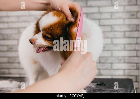 taglio dei capelli del piccolo spitz dell'animale domestico nel salone di cura. il cane bello ottiene la cura dal padrone professionale di grooming, manico femminile con il animale domestico. collegamento di lavoro di amore Foto Stock