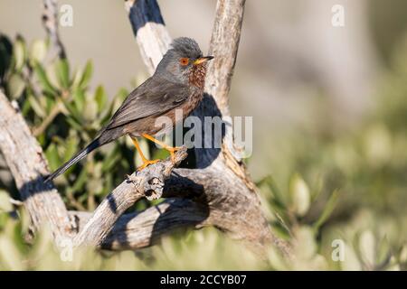 Dartford Warbler (Sylvia undata ssp. Undata) Francia, uomo adulto Foto Stock