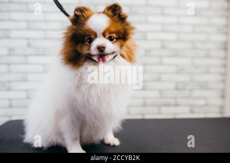 dolce adorabile spitz animale domestico sedersi sul tavolo, in attesa di taglio dei capelli al salone di cura. cura, taglio dei capelli e cura di cani, animale domestico, concetto di animali domestici. Foto Stock