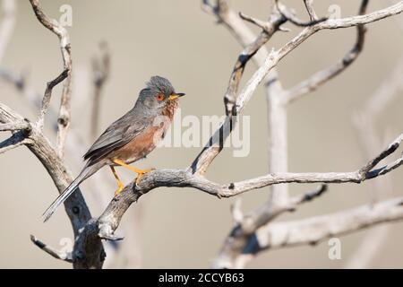 Dartford Warbler (Sylvia undata ssp. Undata) Francia, uomo adulto Foto Stock