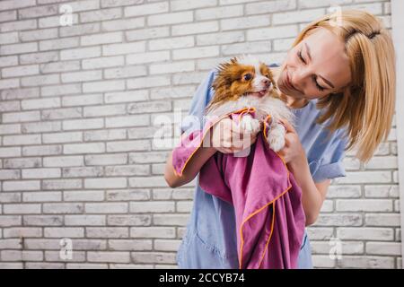 bella donna groomer godere di lavorare con gli animali domestici. grooming master pulire il cane con asciugamano, fare attenzione Foto Stock