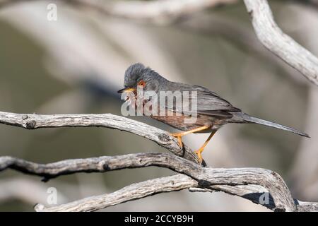 Dartford Warbler (Sylvia undata ssp. Undata) Francia, uomo adulto Foto Stock