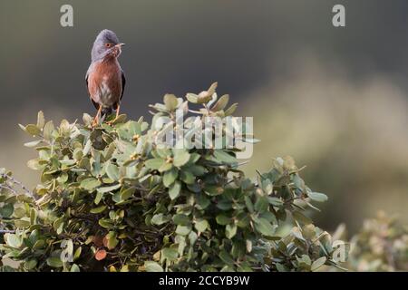 Dartford Warbler (Sylvia undata ssp. Undata) Francia, uomo adulto Foto Stock