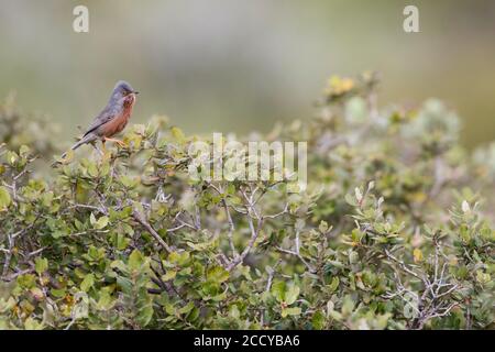 Dartford Warbler (Sylvia undata ssp. Undata) Francia, uomo adulto Foto Stock