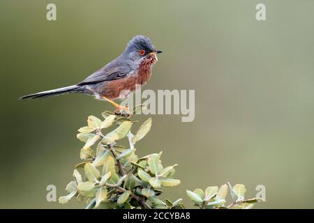 Dartford Warbler (Sylvia undata ssp. Undata) Francia, uomo adulto Foto Stock