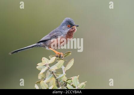 Dartford Warbler (Sylvia undata ssp. Undata) Francia, uomo adulto Foto Stock