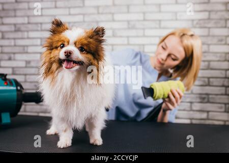 professionale groomer haircut spitz cane nel salone di bellezza per cani. il concetto di popolare acconciature e la cura per cani, animali domestici Foto Stock