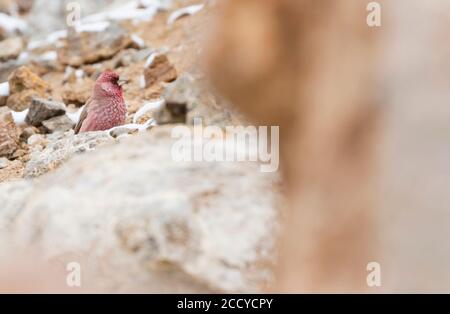 Great Rosefinch - Berggimpel - Cardodacus rubicilla diabolicus, Tagikistan, uomo adulto appollaiato su una roccia Foto Stock