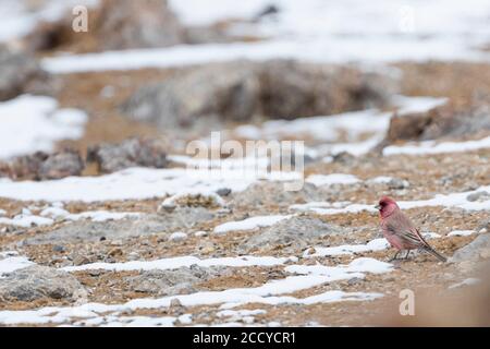 Great Rosefinch - Berggimpel - Carpodacus rubicilla diabolicus, Tagikistan, uomo adulto appollaiato su un terreno Foto Stock