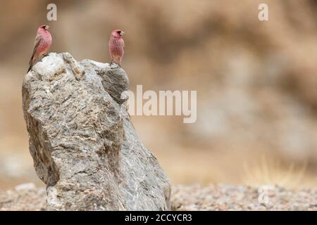 Great Rosefinch - Berggimpel - Carpodacus rubicilla diabolicus, Tagikistan, due maschi adulti arroccati su una roccia Foto Stock