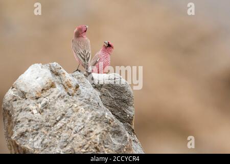 Great Rosefinch - Berggimpel - Carpodacus rubicilla diabolicus, Tagikistan, due maschi adulti arroccati su una roccia Foto Stock