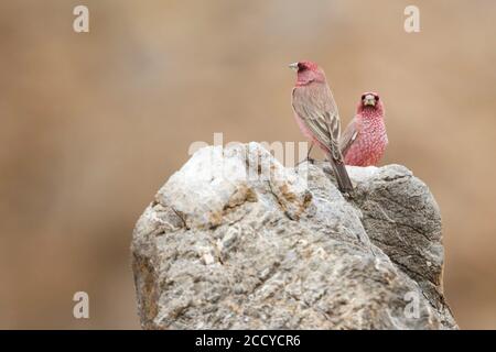 Great Rosefinch - Berggimpel - Carpodacus rubicilla diabolicus, Tagikistan, due maschi adulti arroccati su una roccia Foto Stock