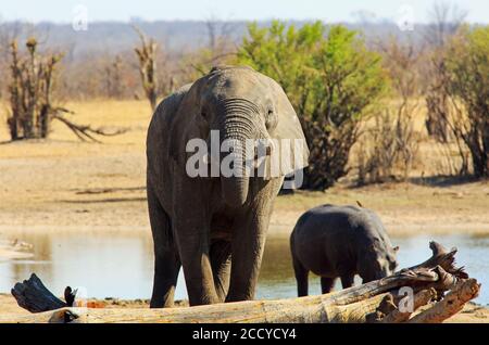 Grande elefante africano che beve da una buca d'acqua con un ippopotamo sullo sfondo al Nehimba Waterhole Hwange National Park, Zimbabwe Foto Stock