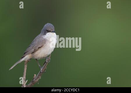 Hume's Whitegola (Sylvia althaea) Tagikistan, adulto appollaiato su un ramo Foto Stock