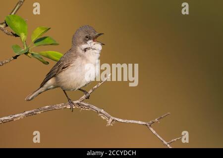 Hume's Whitegola (Sylvia althaea) Tagikistan, adulto che canta su un ramo Foto Stock