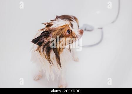 divertente piccolo animale domestico spitz in bagno prima di grooming, procedura di taglio dei capelli da professionista padrone di grooming. il cane ottenere doccia. animali concetto Foto Stock
