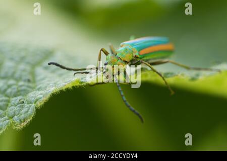 Volo Spagnolo (Lytta vescicatoria togata) poggiato su una foglia verde in Kirghizistan. La fonte della cantaridina terpenoide, un agente vescicolante tossico una volta u Foto Stock