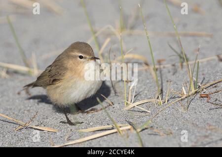 Montagna Chiffchaff (Phylloscopus sidianus ssp. Sidianus) adulto appollaiato a terra Foto Stock