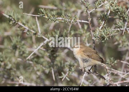 Montagna Chiffchaff (Phylloscopus sidianus ssp. Sidianus) adulto appollaiato in un cespuglio Foto Stock