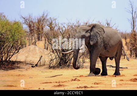 Afro Bull Elephant, camminando fuori dal bushveld sulle pianure secche polverose nel Parco Nazionale di Hwange, Zimbabwe Foto Stock