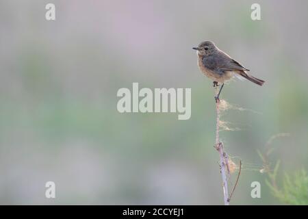 Pied Stonechat (Saxicola caprea rossorum), Tajikistan, femmina adulta arroccata su un ramo Foto Stock