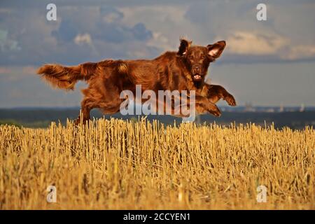 Il retriever marrone con rivestimento piatto sta volando su un campo stoppie Foto Stock