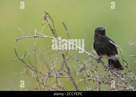 Pied Stonechat (Saxicola caprea rossorum), Tagikistan, uomo adulto che canta in un cespuglio Foto Stock