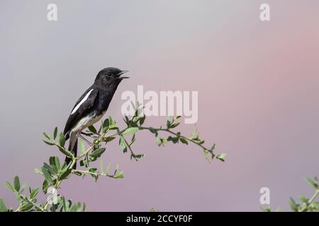 Pied Stonechat (Saxicola caprea ssp. Rossorum) Tagikistan, canto maschile adulto Foto Stock