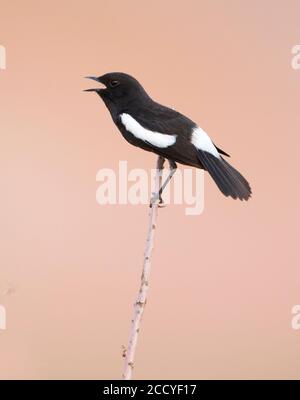 Pied Stonechat (Saxicola caprea ssp. Rossorum) Tagikistan, canto maschile adulto Foto Stock