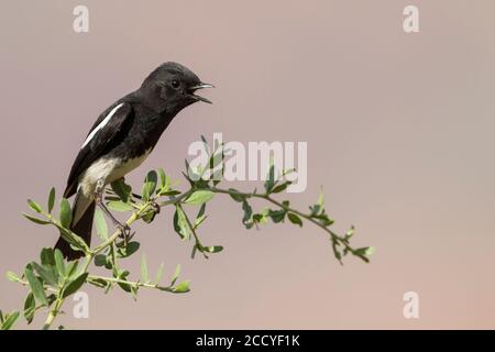 Pied Stonechat (Saxicola caprea ssp. Rossorum) Tagikistan, canto maschile adulto Foto Stock