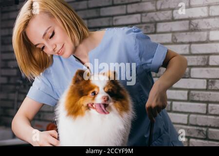 little dog spitz non temere di tagliare i capelli in salone di cura. professionale groomer maniglia con gli animali domestici, godere di lavorare con gli animali Foto Stock