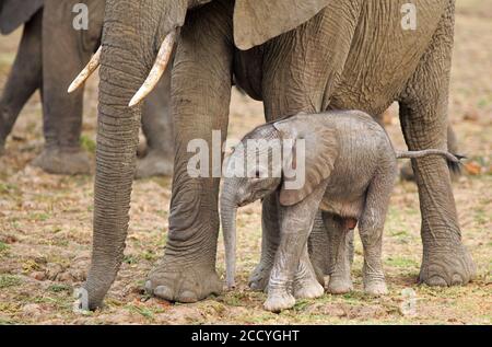 Neonato polpaccio di elefante che si trova accanto alla gamba della mamma nel South Luangwa National Park, Zambia, Africa meridionale Foto Stock