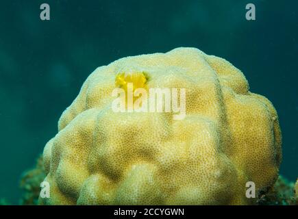 Giallo albero di Natale Worm, Spirobranchus giganteus, su corallo giallo chiaro, Marsa Alam, Mar Rosso, Egitto Foto Stock